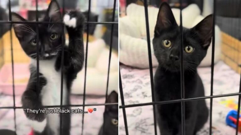 Sibling Cats Refuse to Give Up After Being Ignored for Their Fur Color