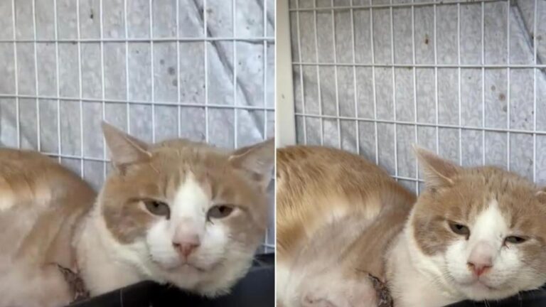 Shelter Cat Is Holding on To Hope Despite Losing a Big Part of Himself