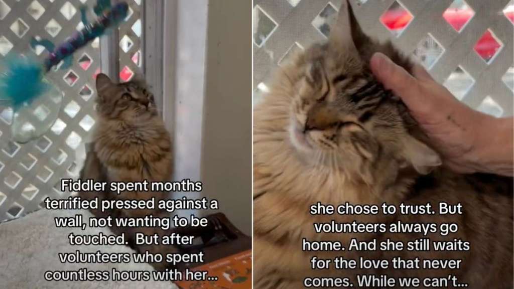 Shelter Cat Rescued From a Storm ‘Waits for a Love That Never Comes’