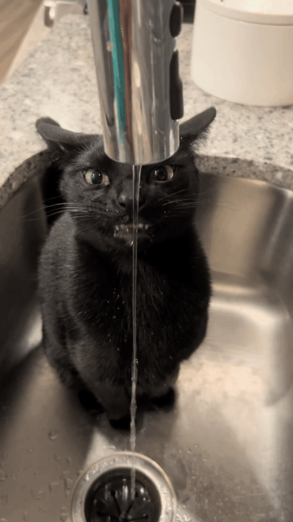Uhmmm Toothless-