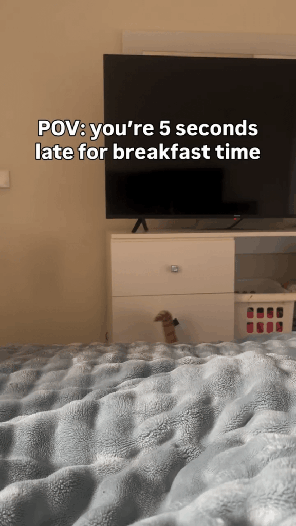 POV: You’re 5 seconds late for breakfast time
