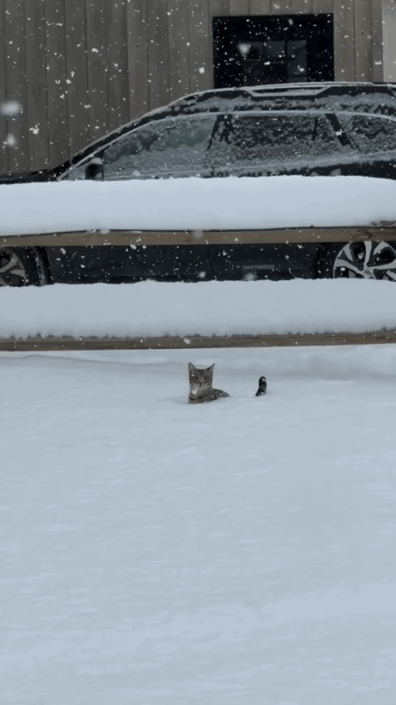 He turned into a bunny