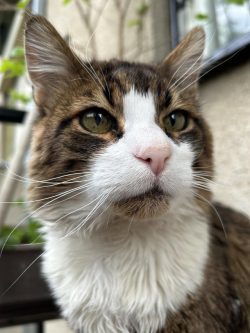My baby boy that passed the rainbow bridge