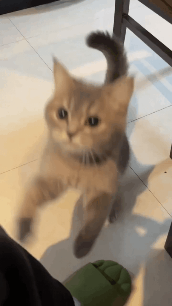 POV: You opened the treat bag.