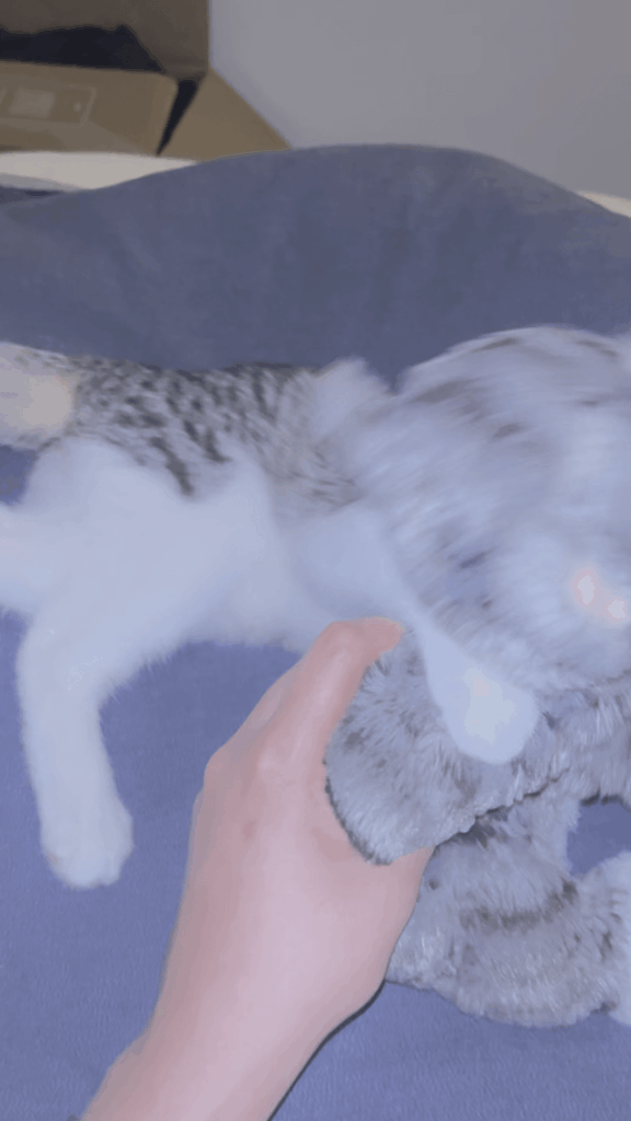 First time cat mom, is this bad for my cat?