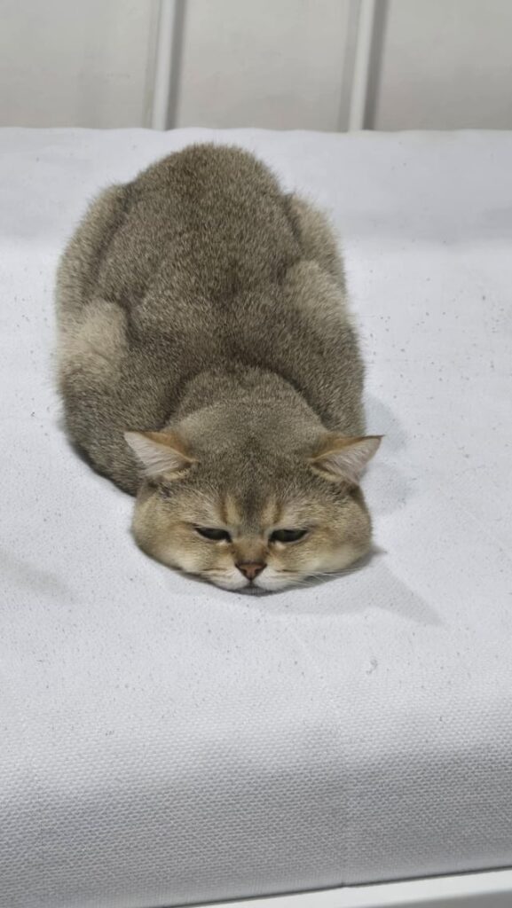 Why is my cat sleeping like this?