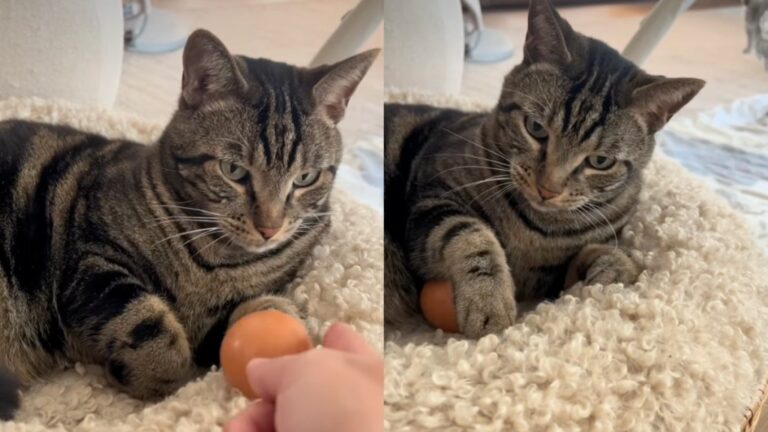 Human Gives Cat an Egg, Unprepared for What He Does Next