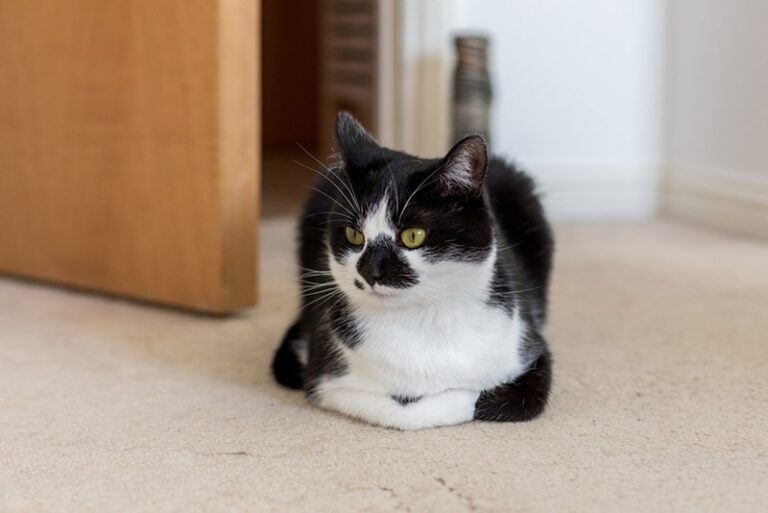 Decoding The Cat Loaf: What It Means and When to Worry