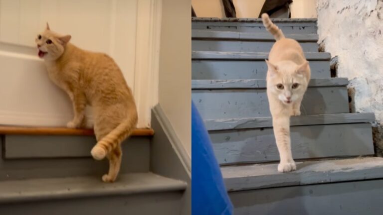 Cat Navigating a ‘Stormy Spring’ Goes Through a Whole Range of