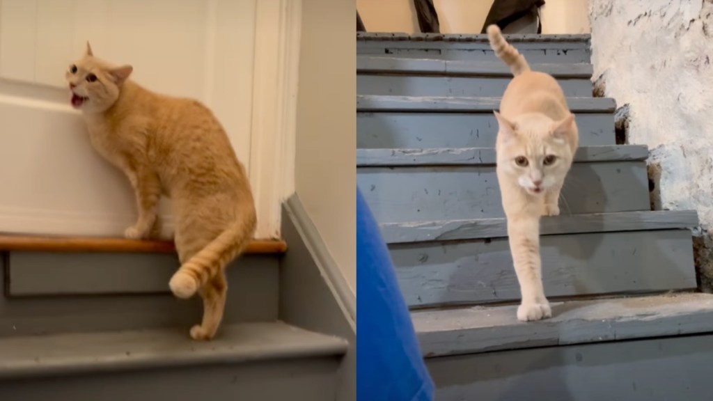 Cat Navigating a ‘Stormy Spring’ Goes Through a Whole Range of
