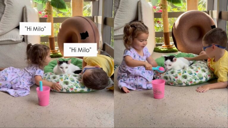 Cat Gets the Cutest Nickname From Two Toddlers During Playtime