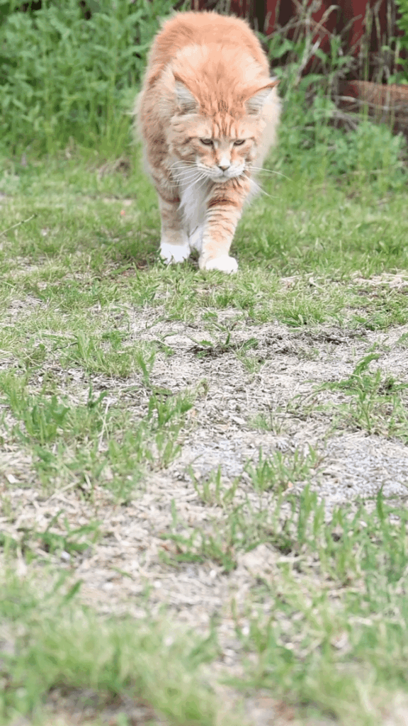 Meet Tarzan our 24 lbs. love bug