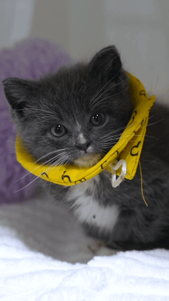 Cone of shame