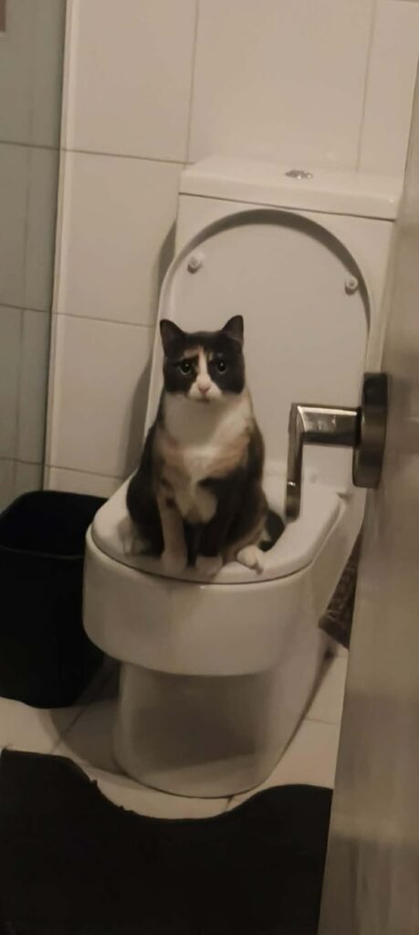 My cat started peeing in the toilet without being trained