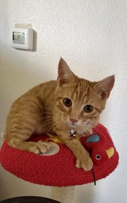 I got a new cat friend!