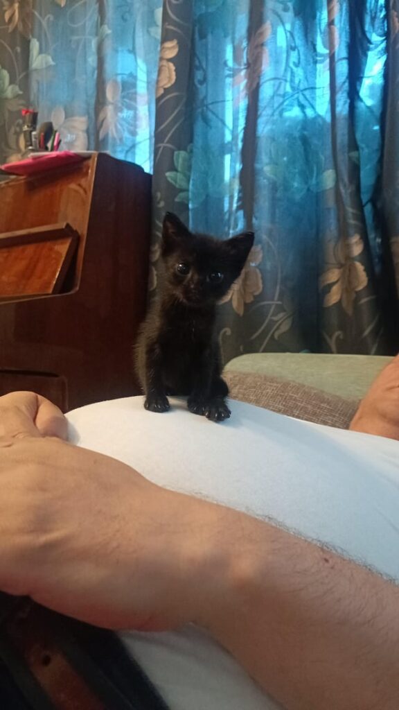 Kitty (dad’s belly for scale)