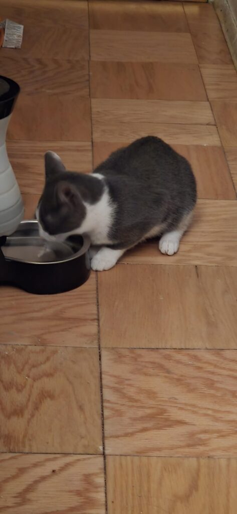Back when I just adopted my cat