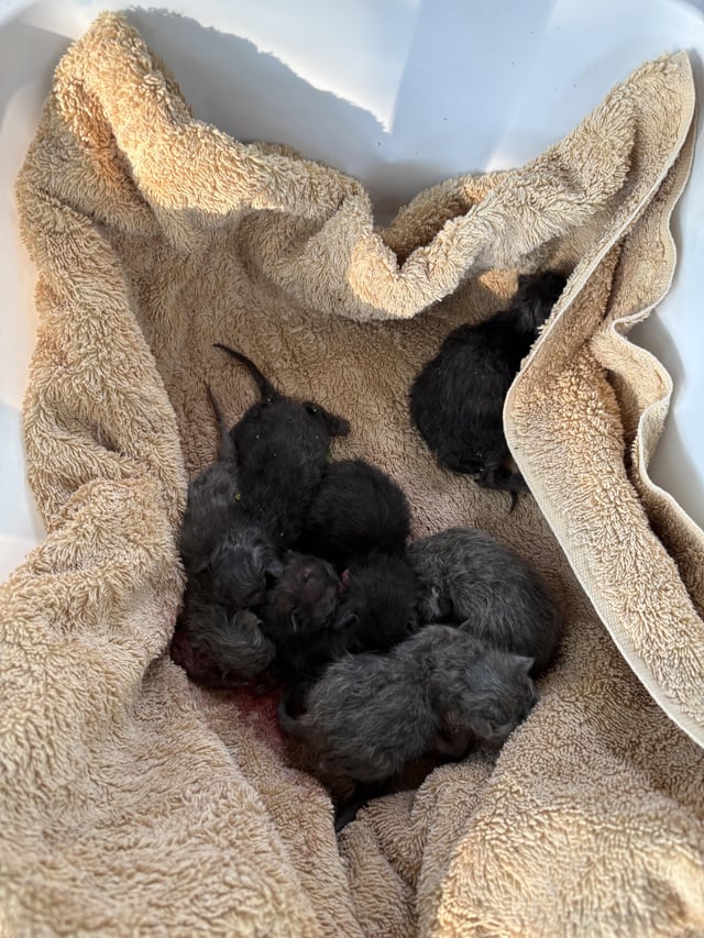 Newborns abandoned