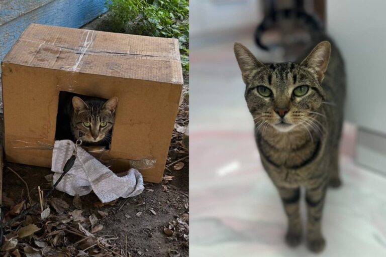 Cat Found Chained Beneath a Porch, Her Microchip Led to Owners Who