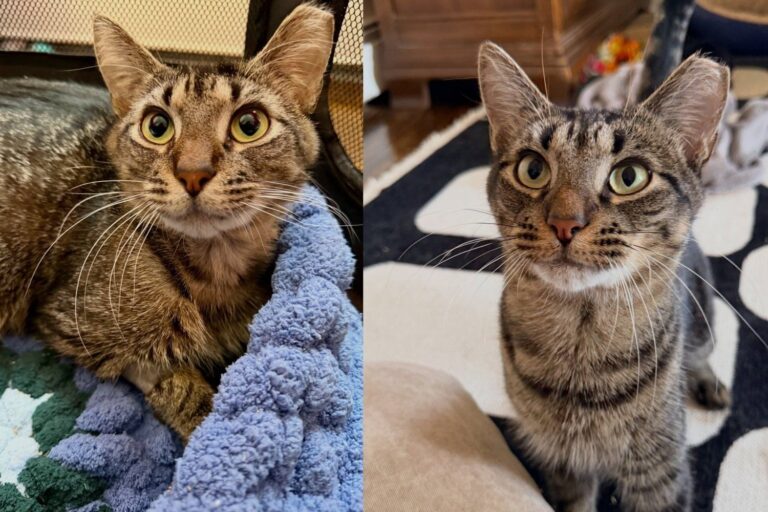 Cat Who Could Barely Eat Decided He Wasn’t Done Yet and Now Purrs