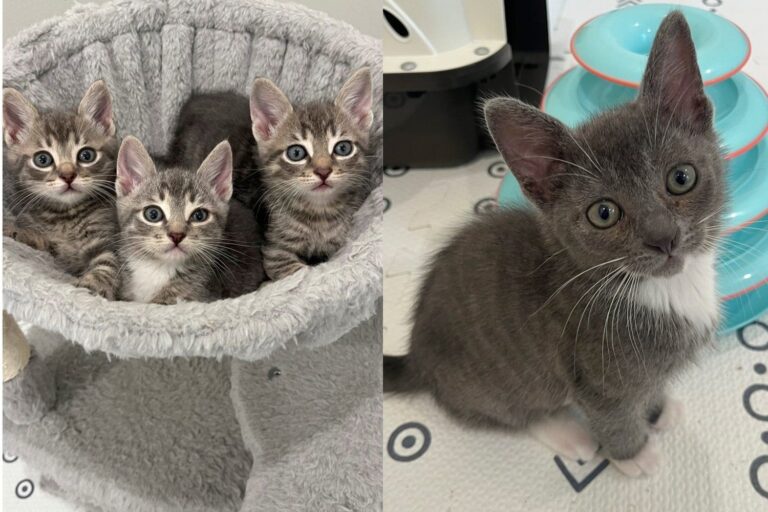 Three Kittens Came in Off the Streets of DC Together and Spent a Day