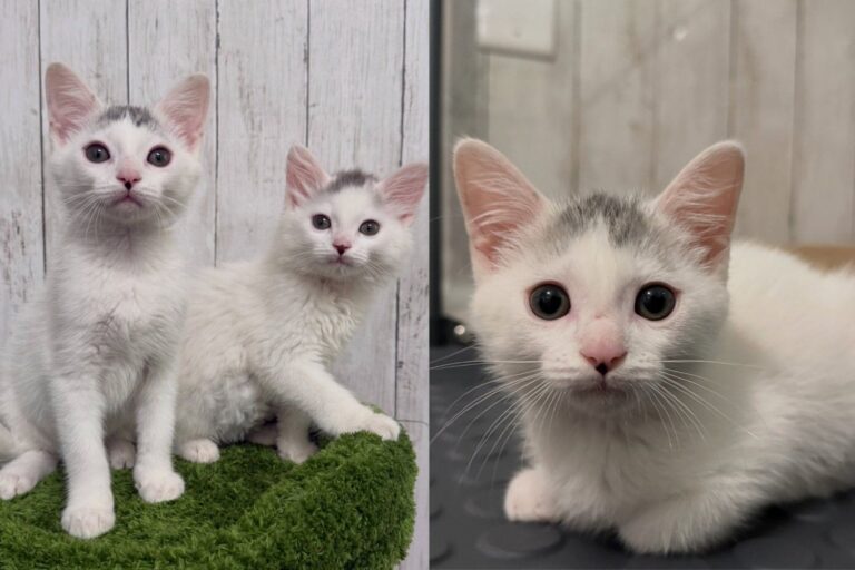 Fluffy Kitten Who Had Been Hiding a Quarter of His Body Weight