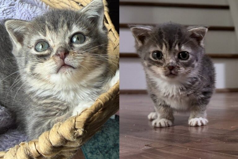 Kitten with Rare Condition Nobody Could Explain Decided It Was No