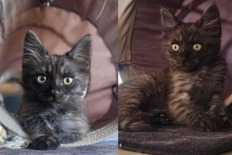 Kitten Found Clinging to a Highway Barrier Held On Until Driver
