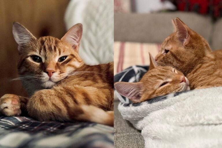 Kitten Brothers Who Survived Two Life-Threatening Surgeries Have