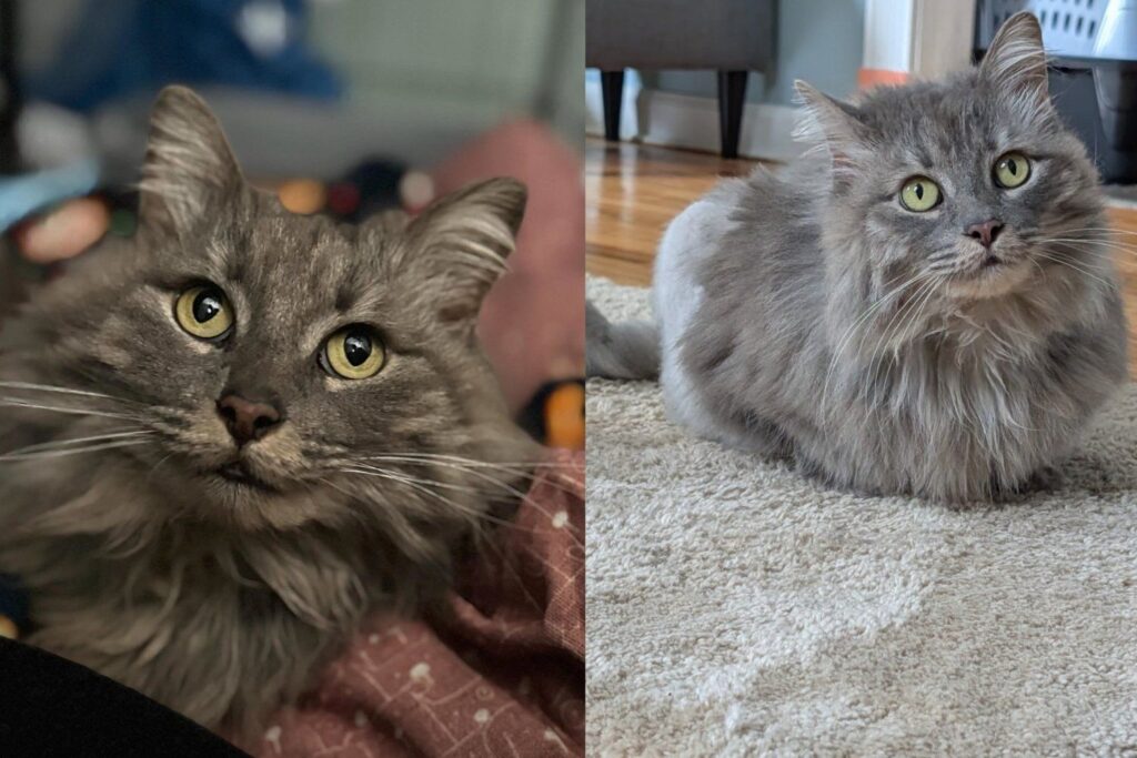 Cat Missing for Two Years Walked Back Into Her Old Yard, Injured but