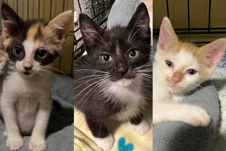 Three Kittens Under Garbage in an Abandoned Garage Were Days From