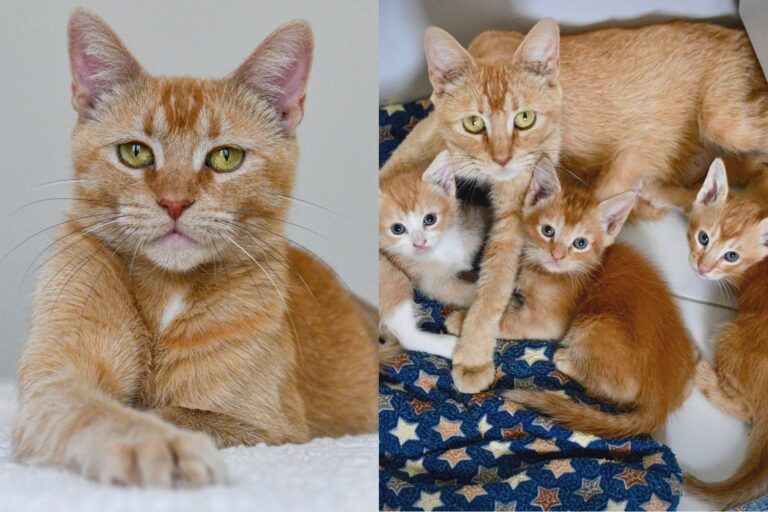Rare Female Orange Cat Raised Three Kittens and Watched Them All Get