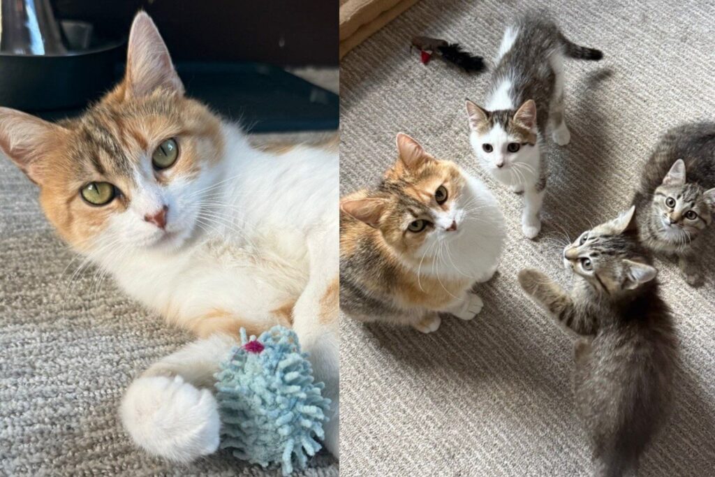 Stray Cat Found Hiding in Pickup Truck Gave Everything to Save