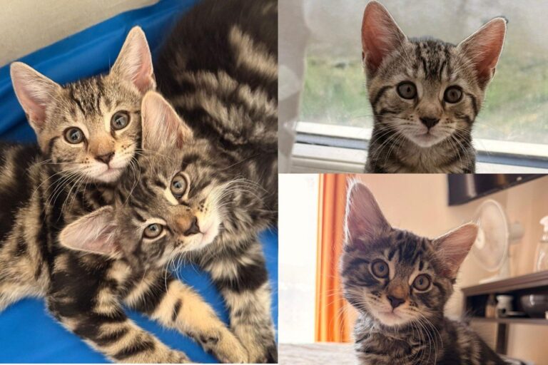 One Kitten Studies Every Word You Say, Her Sister Runs Full Speed at