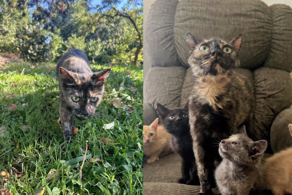Mother Cat Found Wounded While Caring for Her Five Kittens Never Once