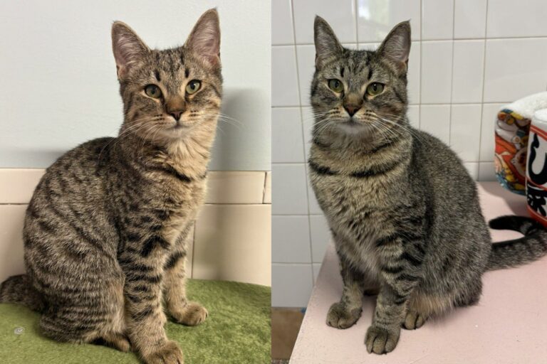 Cat Family Left in Bird Cage Outside Shelter, Two Sisters Not Yet