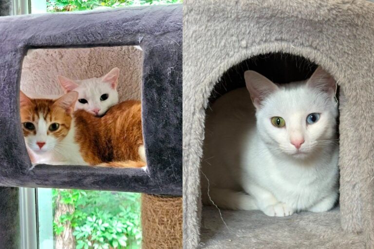 Two Cats Who Survived a Pack of Dogs Running Through Their Colony
