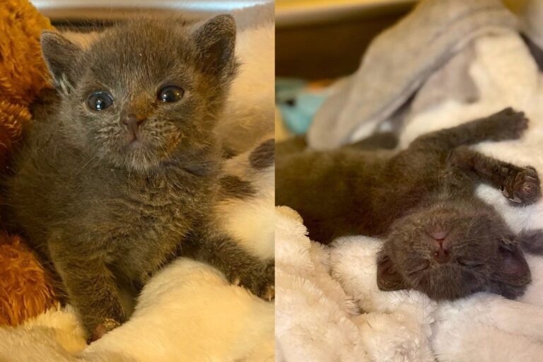 Kitten Too Ill for Anyone to Be Sure About Decided the Answer Was Yes