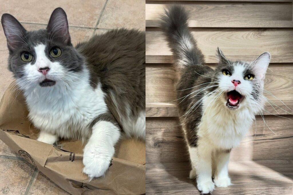 Senior Cat Who Met Her Rescuer with a Hiss Turned Out to Have the