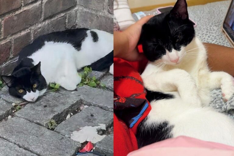 Cat Too Scared to Move From One Spot for Three Days Now Wants Nothing