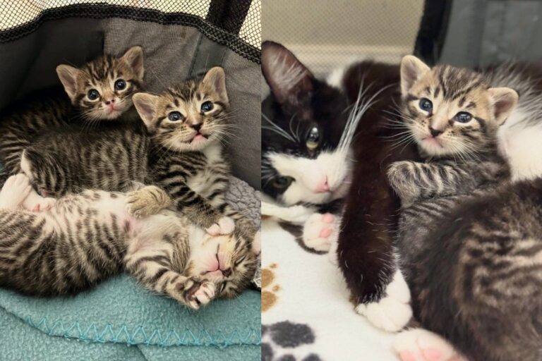 Woman Walks In to Adopt One Kitten and Walks Out with the Mama Cat