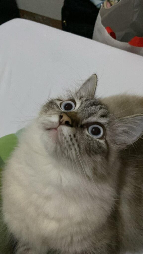 What u lookin at??