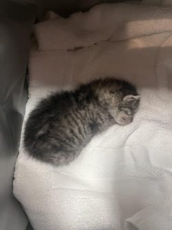 Micro update 7/16