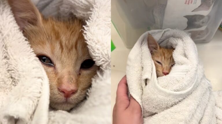 Human Witnesses Exact Moment ‘Feral’ Rescue Kitten Realizes She’s