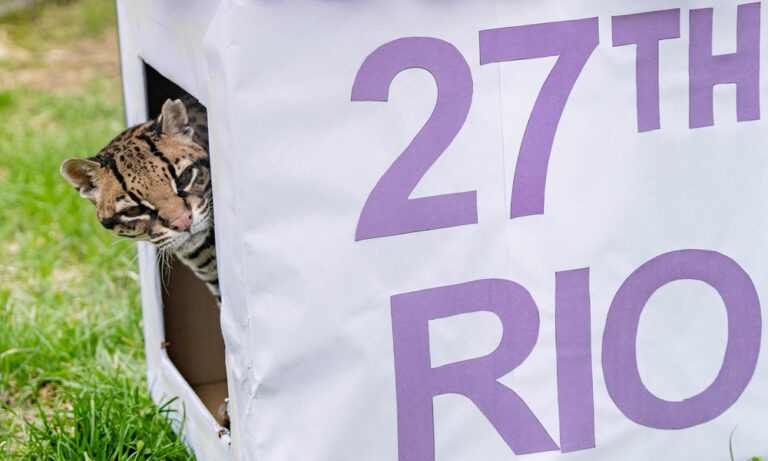 AMEOWzing! Rio the Ocelot Celebrates Her 27th Birthday