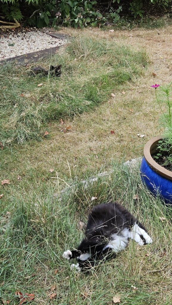 Chilling in the garden sun.