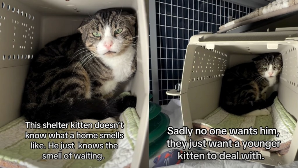 Shelter Cat Found as a Stray ‘Doesn’t Know What Home Smells Like’