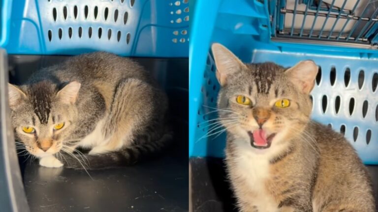 ‘Saddest’ Shelter Cat Was Once Too Hopeful, but Is Not the Same