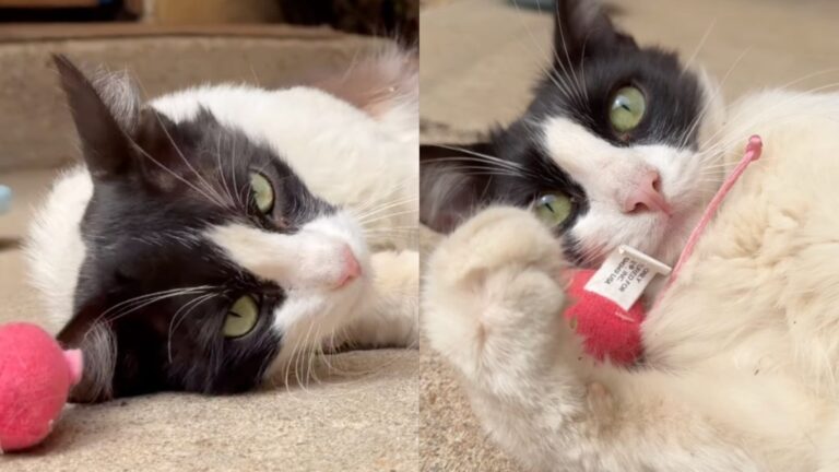 Stray Cat Struggling To Survive Shows up at a House, Unaware She’ll