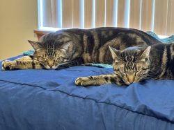 Gordy and Hemingway are utterly exhausted from doing nothing all day